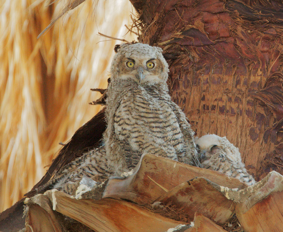 Great Horned Owl Hungry Young Birdnote